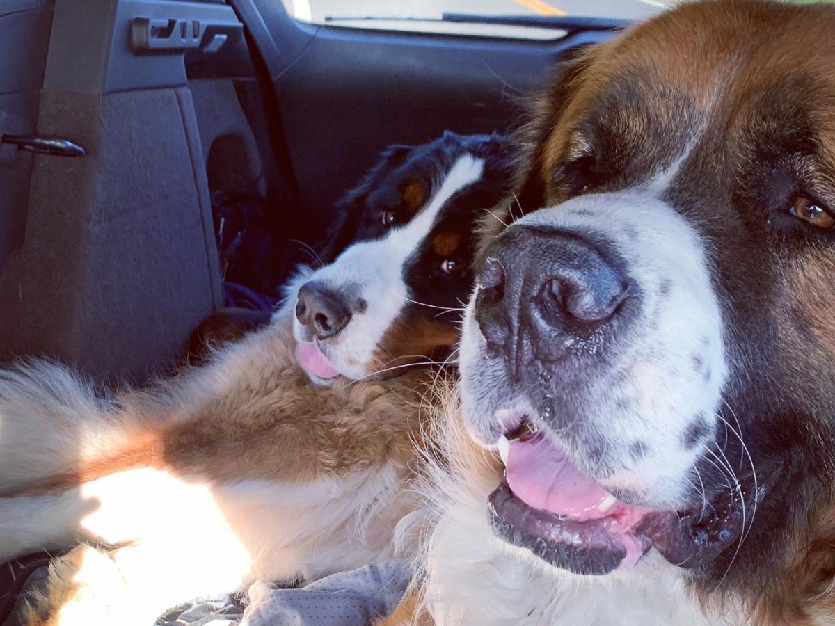 A Dog’s Guide to Road Trip&nbsp;Essential